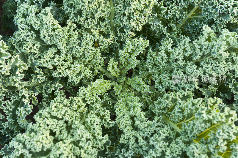 青菜(Brassica oleracea var. sabellica L.)